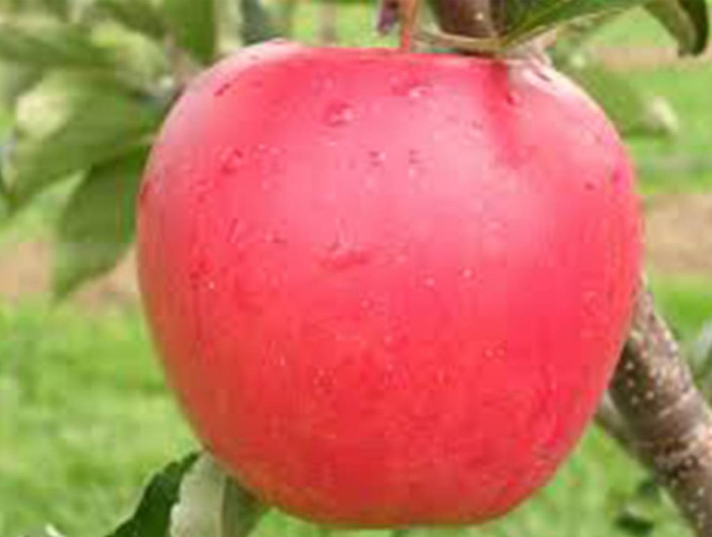 Ambrosia